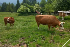 12_5_11zon 12_5_11zon